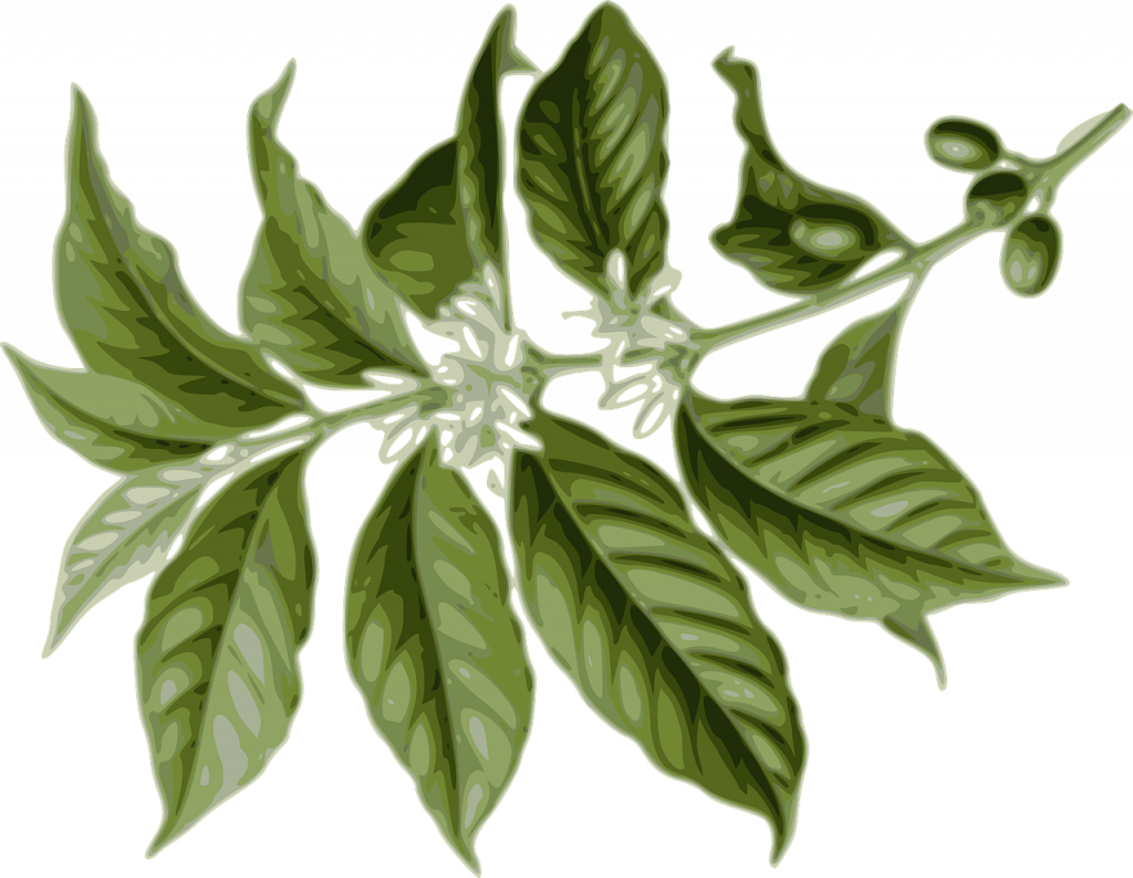 coffee, flower, leaf-2025461.jpg